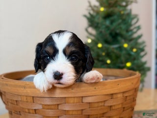 Cavapoo dogs Frosty - Ad 27