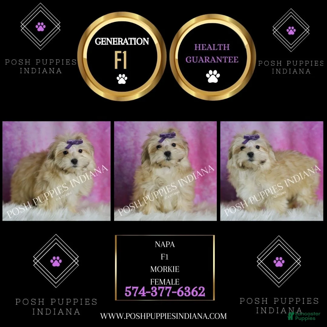 Morkie dogs for sale: Napa - Ad 2