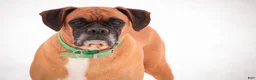 Boxer dogs for sale: Case - Ad 7