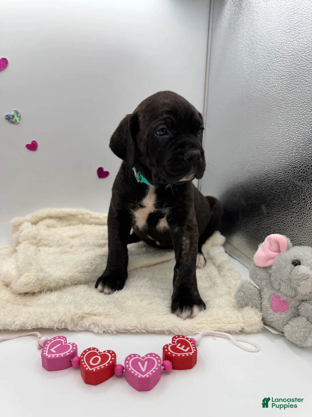 Cane Corso dogs for sale: Cane Corso Puppy 7 - Ad 4