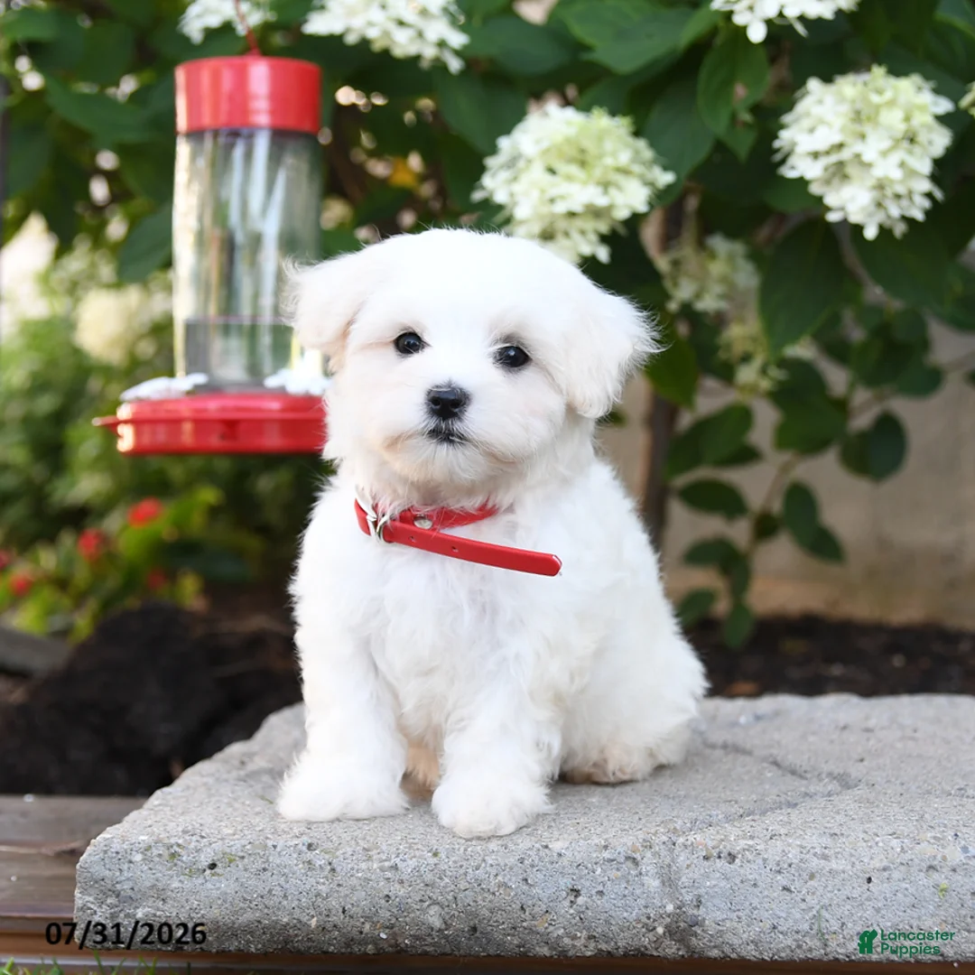 Maltese dogs for sale: Benny - Ad 2
