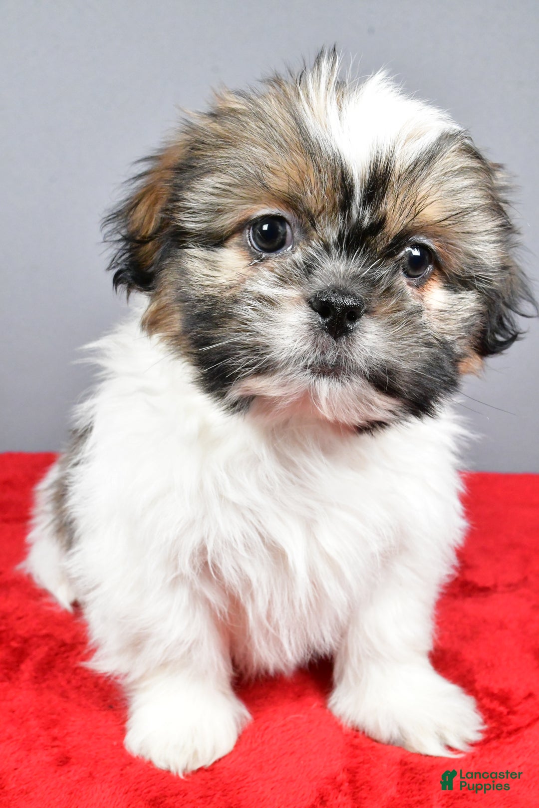 Shih Tzu dogs for sale: Markie - Ad 6