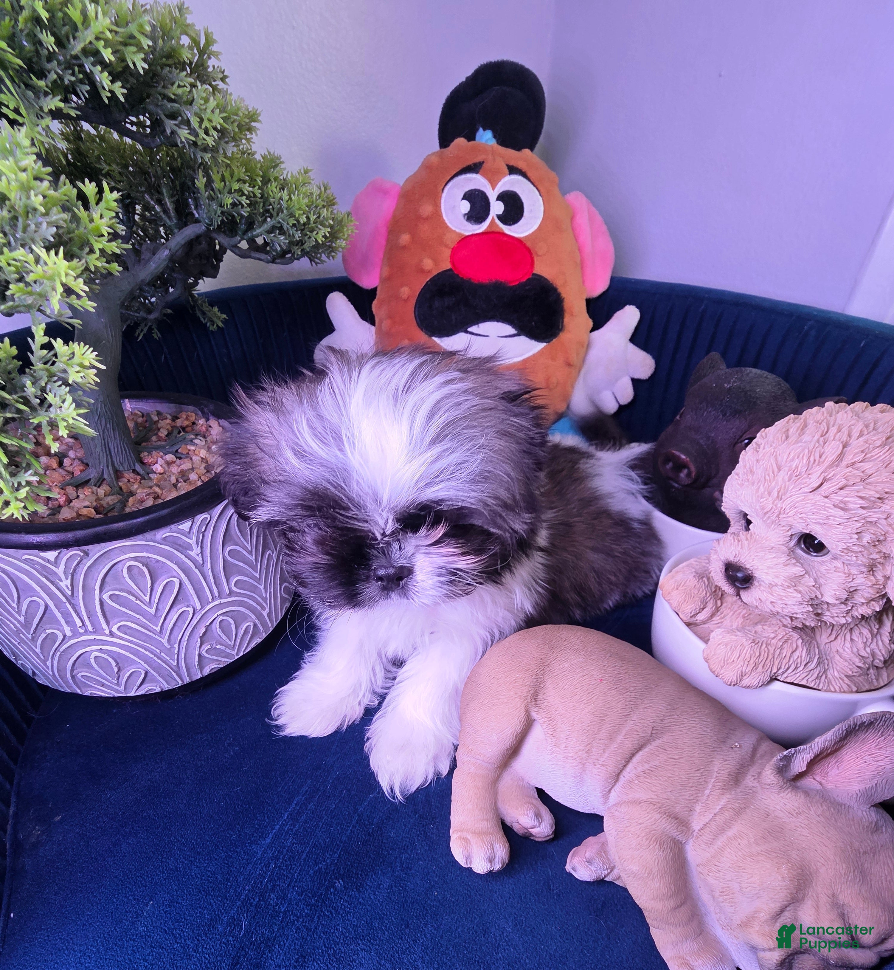 Shih Tzu dogs Shih Tzu Puppy luquin  - Ad 2