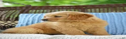 Golden Retriever dogs for sale: Lilo - Ad 3