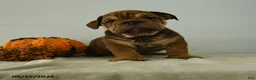 English Bulldog dogs for sale: Lincoln - Ad 1