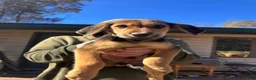 Mixed Breed dogs for sale: Mixed Breed 1 - Ad 3
