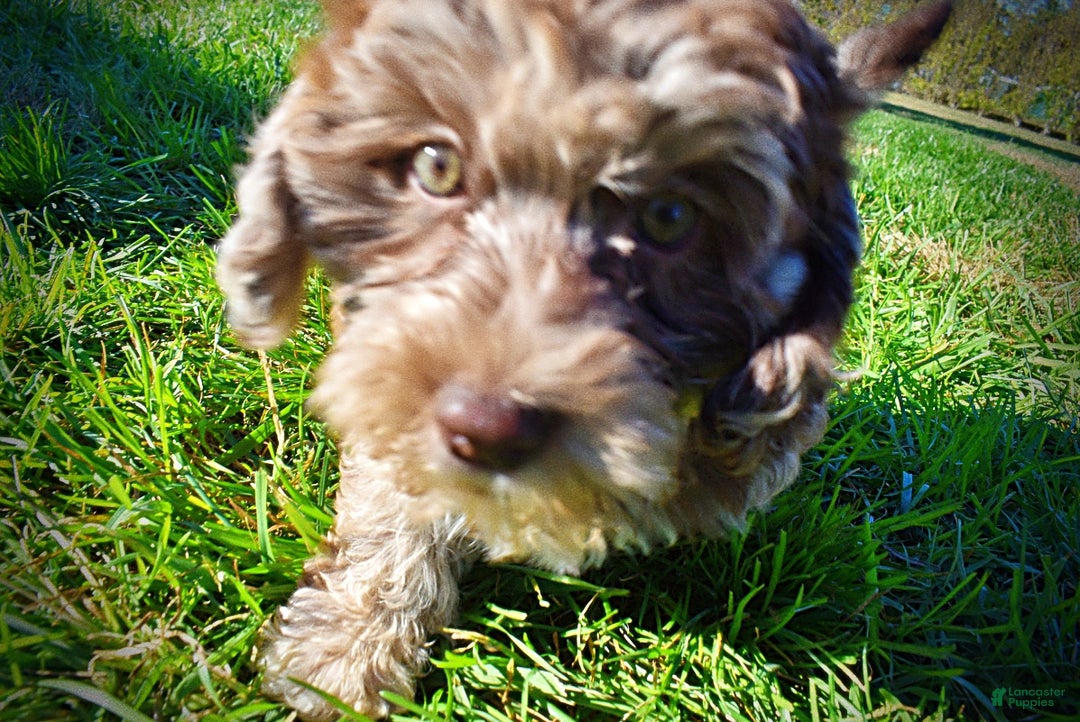 Havapoo dogs for sale: Jimbo - Ad 14