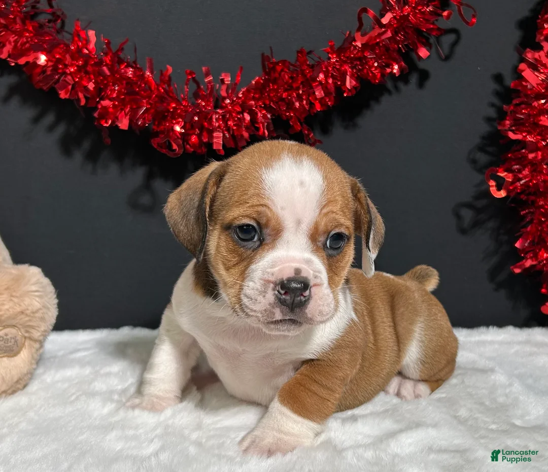 Toy Poodle dogs for sale: Addie - Ad 13