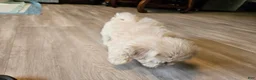 Morkie dogs for sale: Morkie 2 - Ad 3