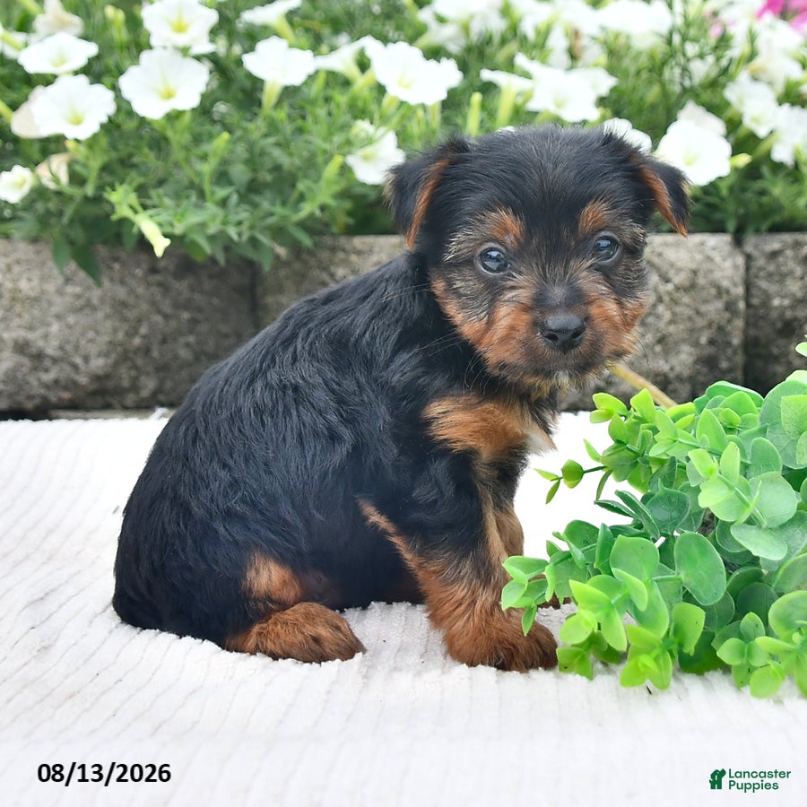 Yorkshire Terrier dogs Andy - Ad 2