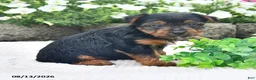 Yorkshire Terrier dogs for sale: Andy - Ad 2