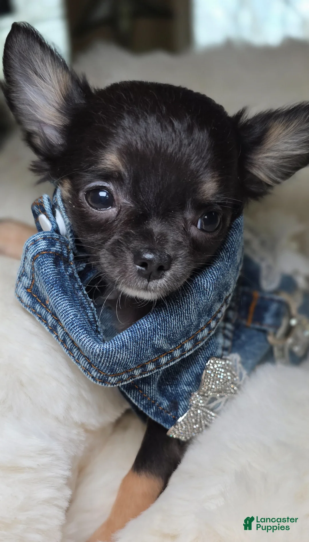 Chihuahua dogs for sale: Tiki - Ad 8