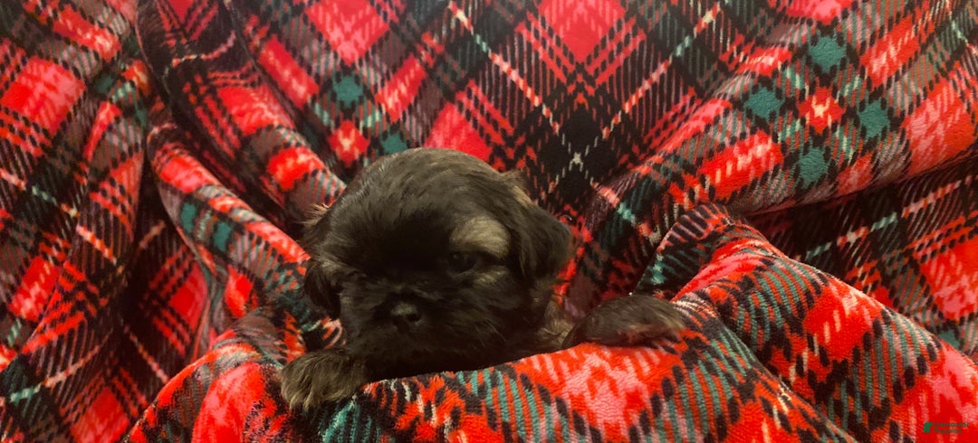 Shih Tzu dogs for sale: COOPER, Shih Tzu, Male, 10 weeks, AKC Champion Blood Line - Ad 15