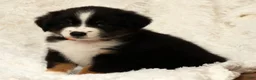 Australian Shepherd dogs for sale: Charlie - Ad 3