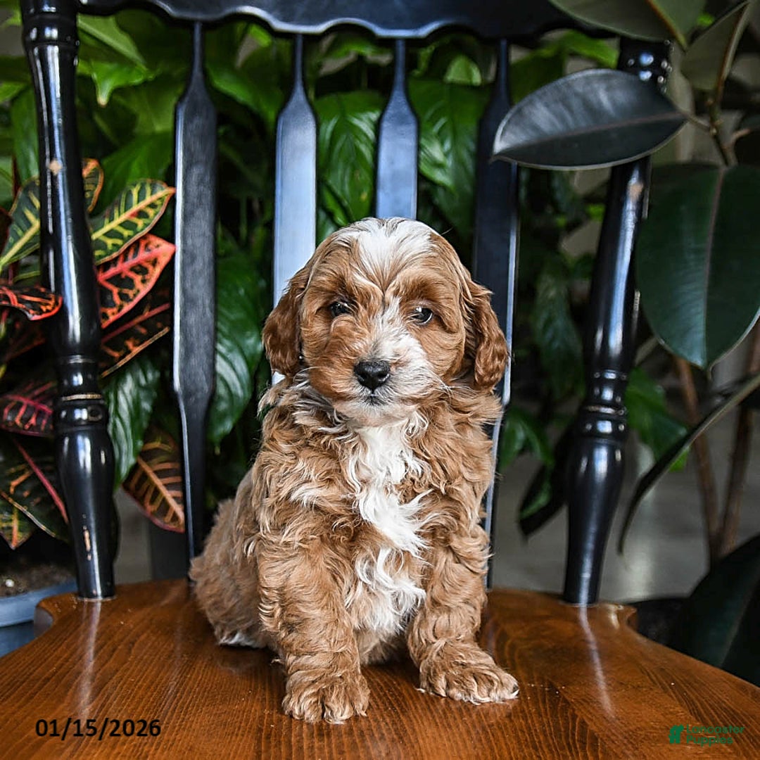 Cavapoo dogs for sale: Blizzard - Ad 2