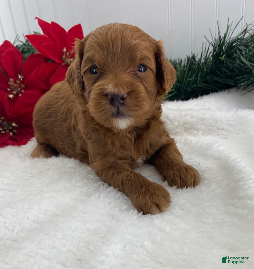 Cavapoo dogs for sale: Shiloh - Ad 3