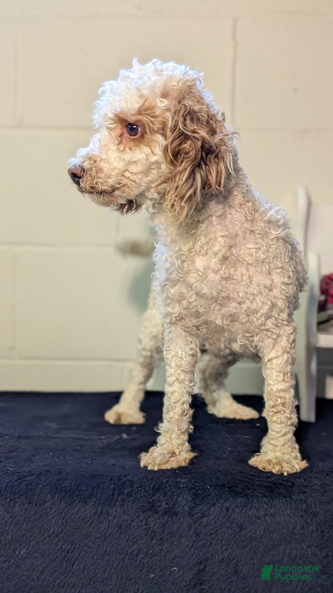 Miniature Poodle dogs for sale: Harmony  - Ad 8