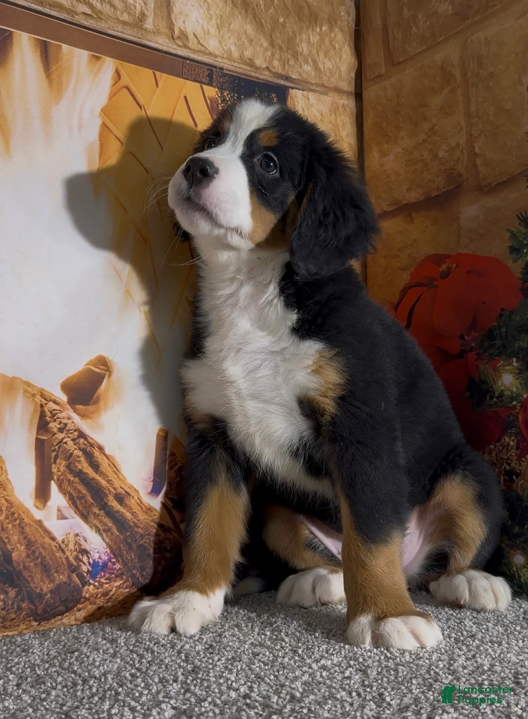 Bernese Mountain Dog dogs for sale: Haddasah  - Ad 8