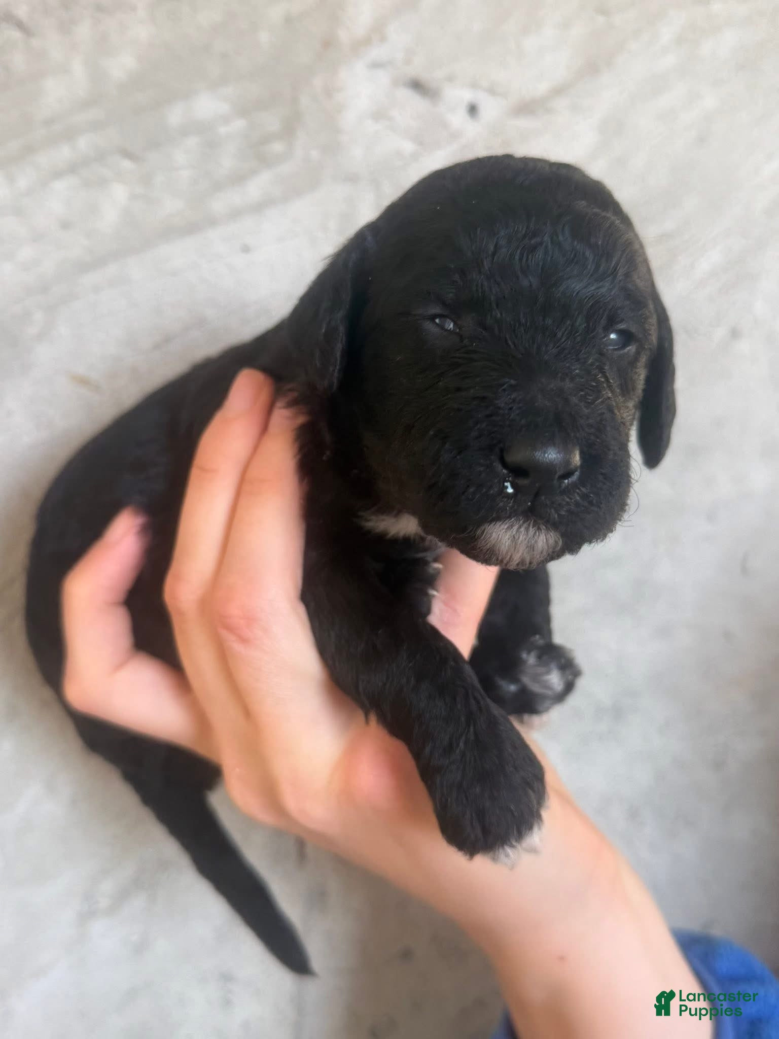 Goldendoodle dogs Brie - Ad 19