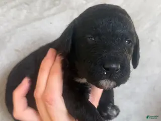 Goldendoodle dogs Brie - Ad 19