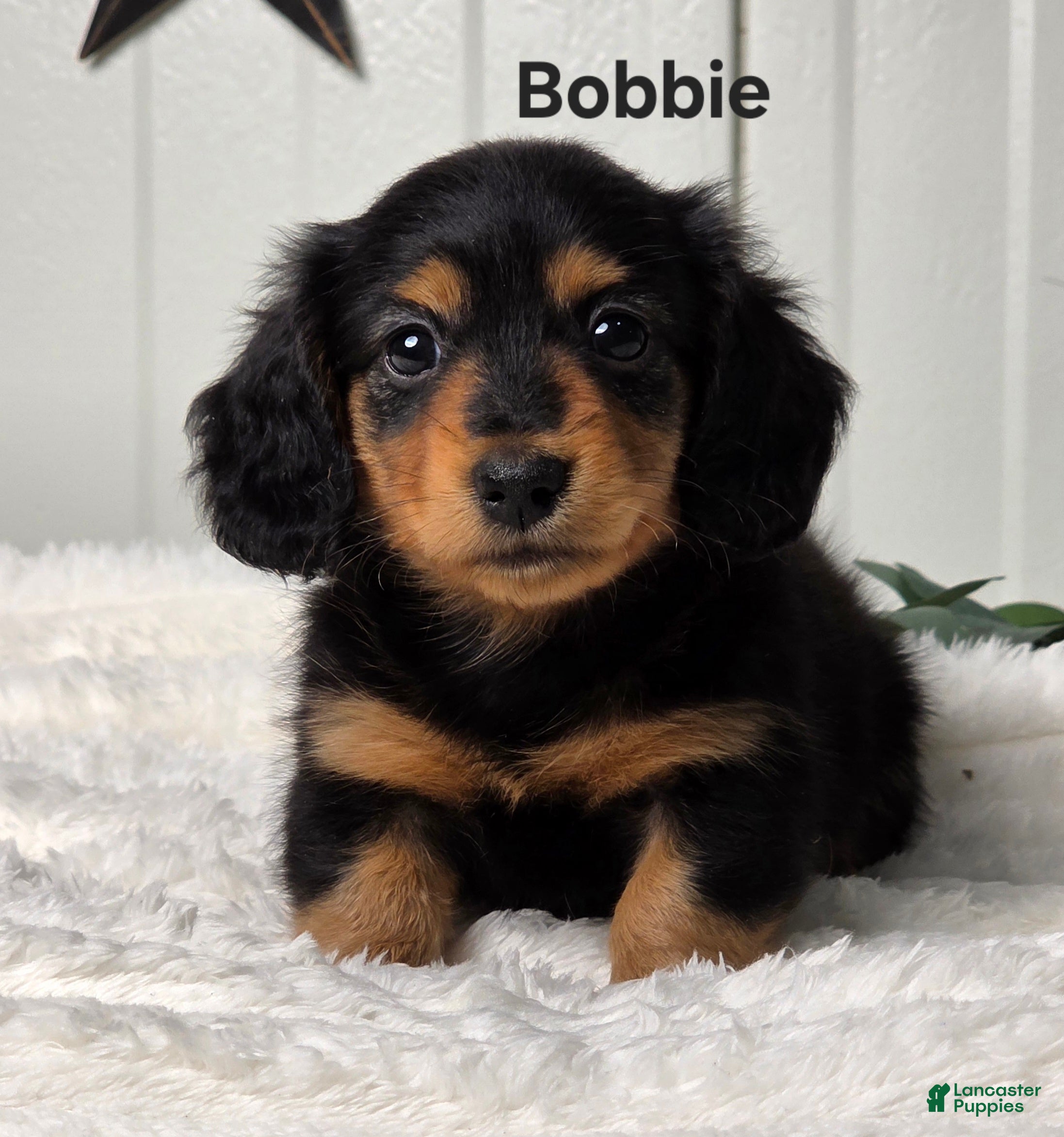Miniature Dachshund dogs Bobbie - Ad 1