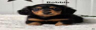Bobbie