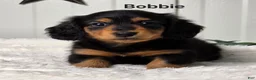 Miniature Dachshund dogs for sale: Bobbie - Ad 1