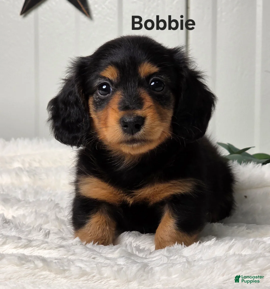 Miniature Dachshund dogs for sale: Bobbie - Ad 1