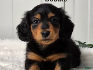 Miniature Dachshund dogs for sale: Bobbie - Ad 3