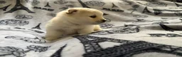 Pomeranian dogs for sale: Lurex  - Ad 8