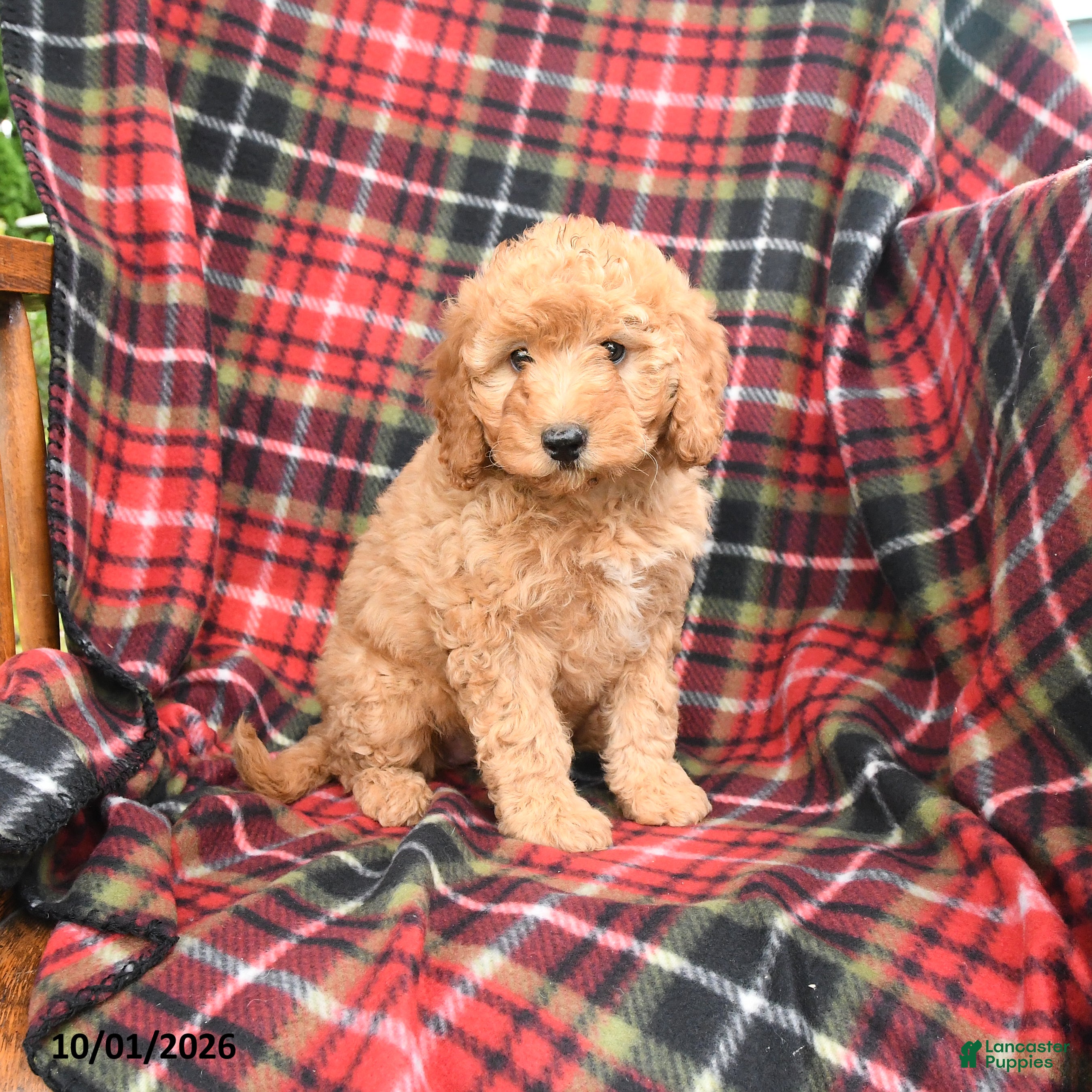 Mini Goldendoodle dogs Stella - Ad 1