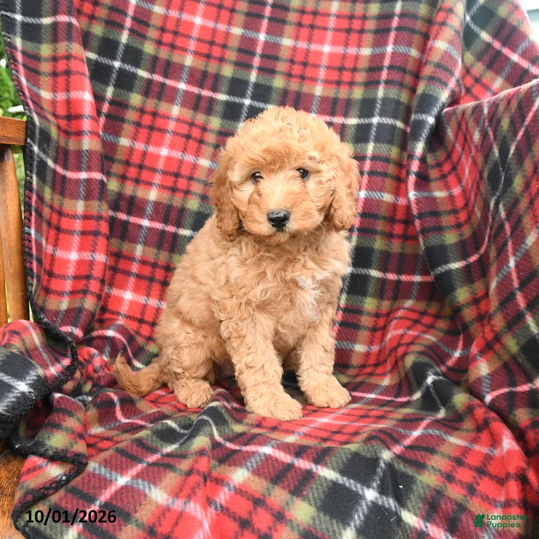 Mini Goldendoodle dogs for sale: Stella - Ad 1