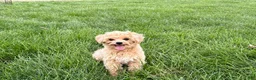 Maltipoo dogs for sale: Tiny - Ad 6