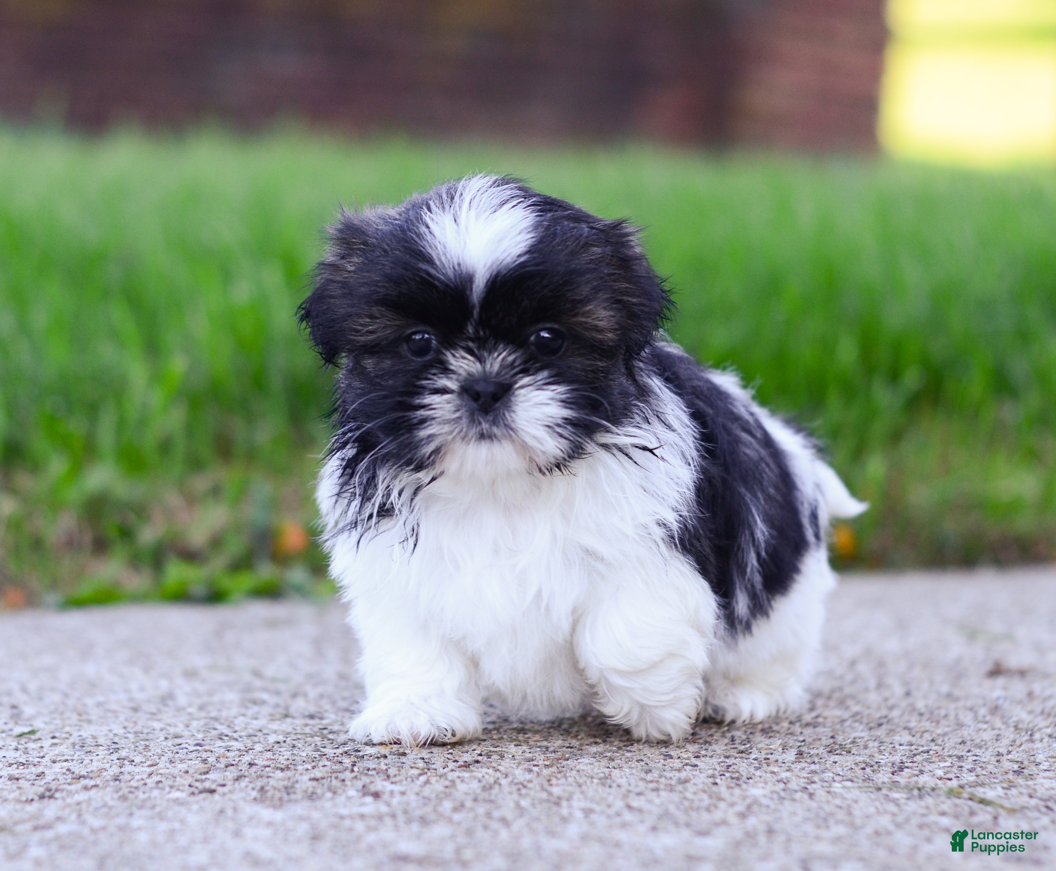 Puppy Farm Puppy Finder By State Lagos Small Cute Dogs For Sale
