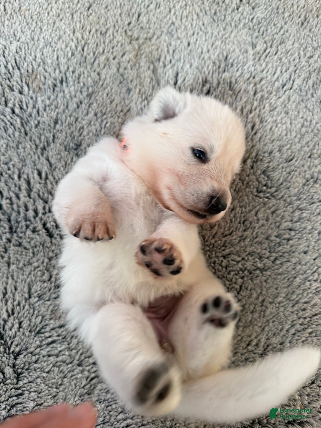 Gallery Image {{count}}