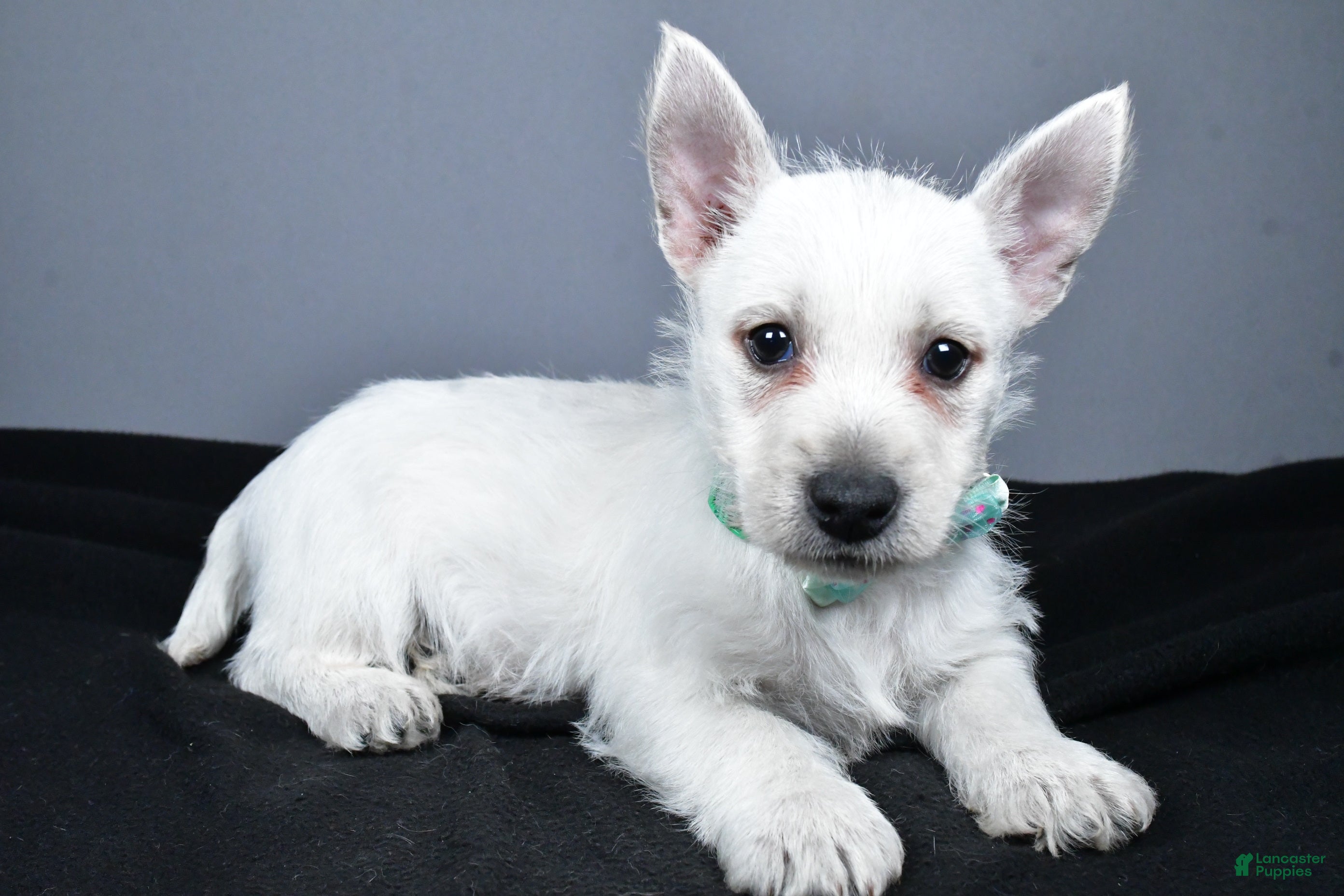 West Highland Terrier dogs Connor - Ad 2
