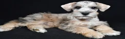 Schnoodle dogs for sale: Mason - Ad 1