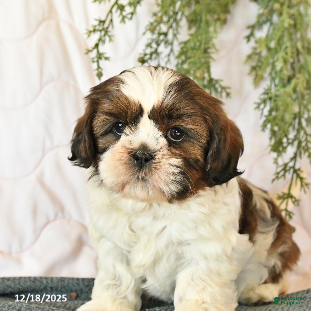 Shih Tzu dogs for sale: Cherry - Ad 4