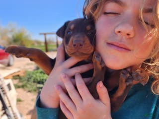 Doberman Pinscher dogs Poppy F3 - Ad 7