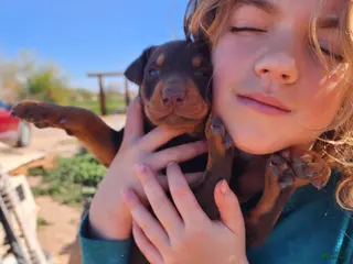 Doberman Pinscher dogs Poppy F3 - Ad 10