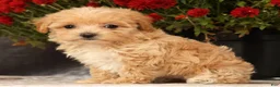 Havapoo dogs for sale: Riley - Ad 3