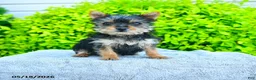 Yorkshire Terrier dogs for sale: Trixie - Ad 3