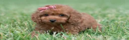 Maltipoo dogs for sale: Cupcake F1 - Ad 6