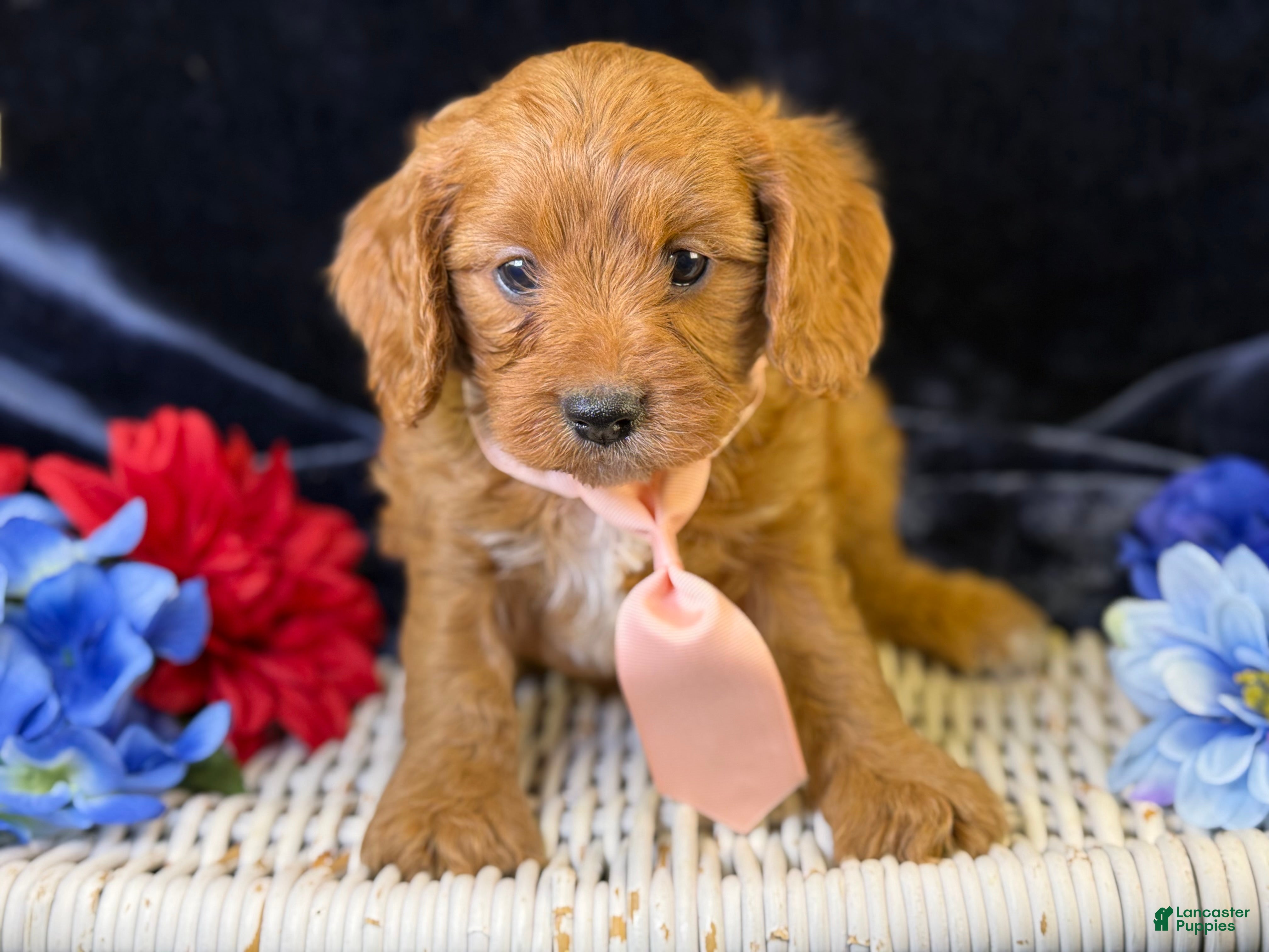 Cavapoo dogs for sale: Reef - Ad 1