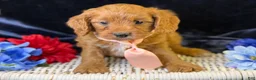 Cavapoo dogs for sale: Reef - Ad 1