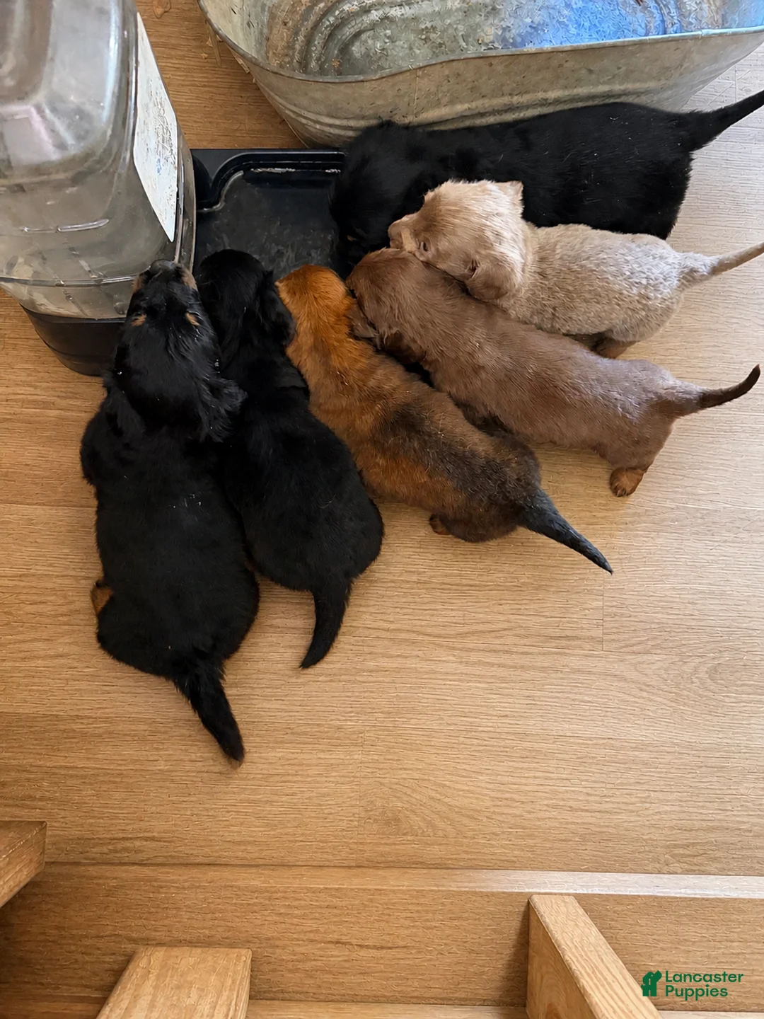 Dachshund dogs for sale: Dachshund Puppy 6 - Ad 4