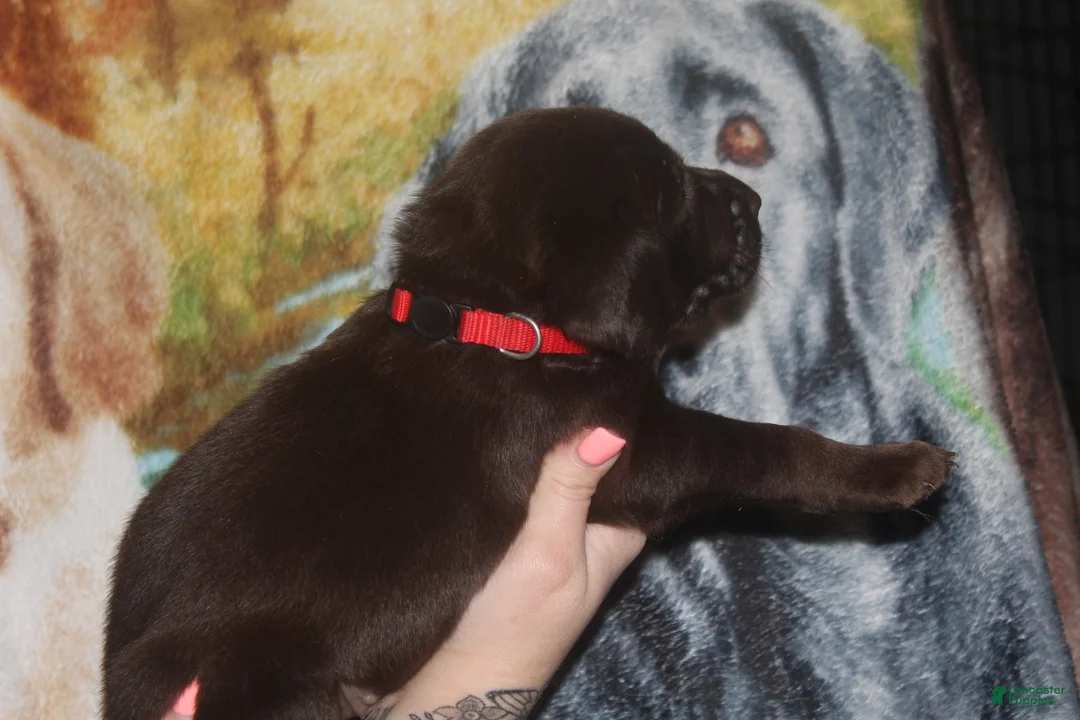 Labrador Retriever dogs for sale: Red Collar  - Ad 2