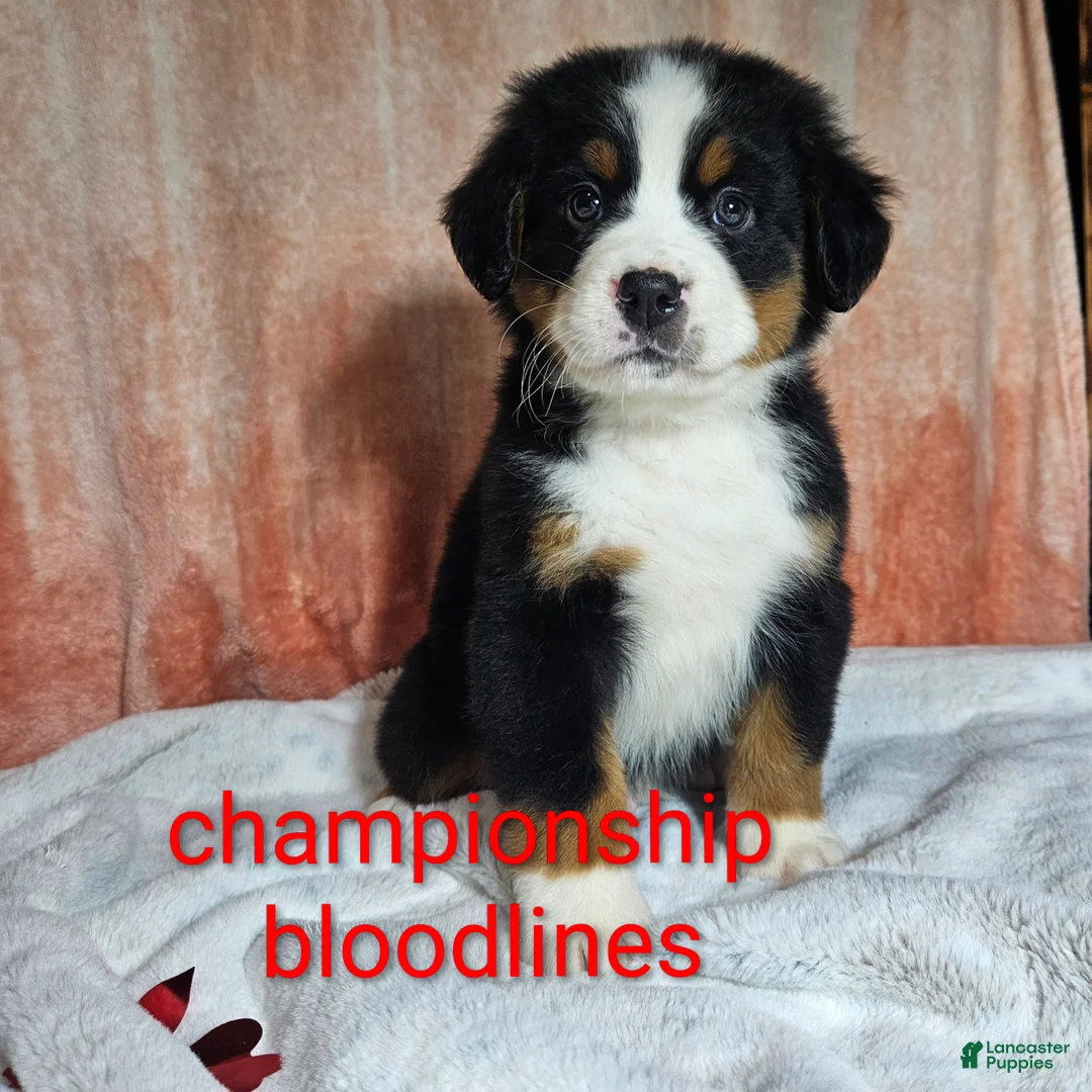 Bernese Mountain Dog dogs for sale: Cooper - Ad 1