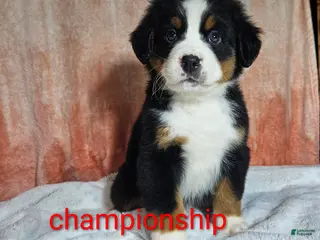 Bernese Mountain Dog dogs Cooper - Ad 25