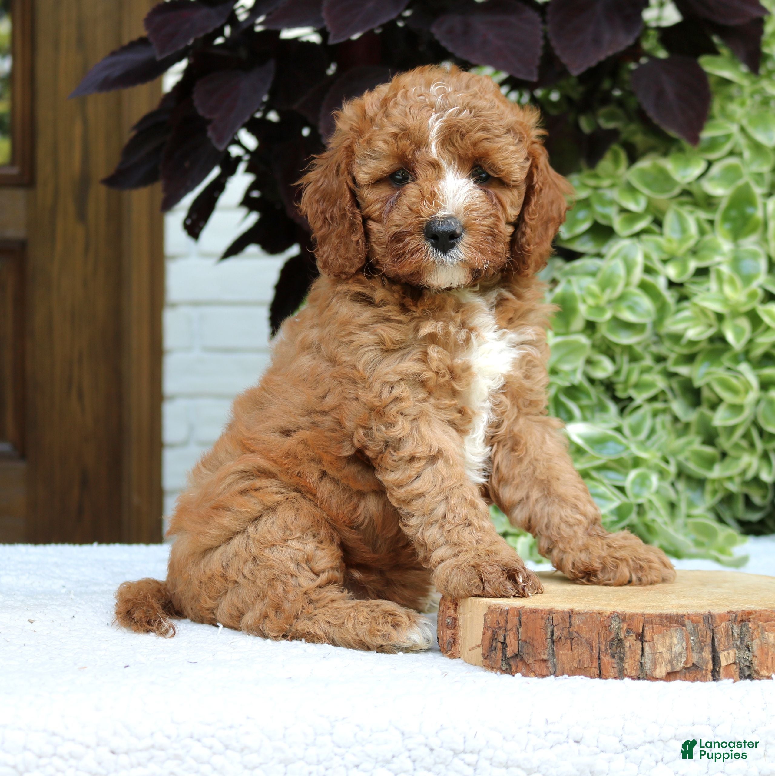 Cavapoo dogs for sale: Bentley  - Ad 1